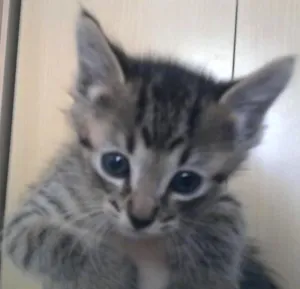 Gato raça SRD idade 2 a 6 meses nome Athos