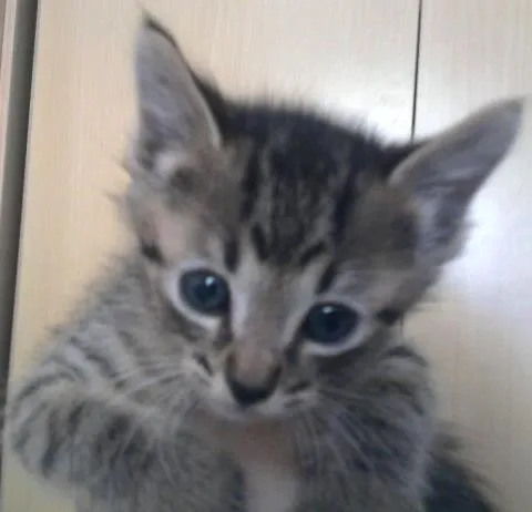 Gato ra a SRD idade 2 a 6 meses nome Athos