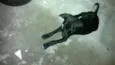 Patinhas