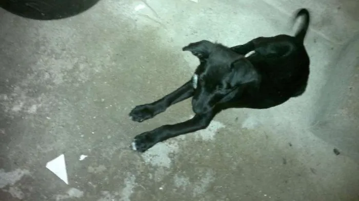 Cachorro ra a SRD idade 2 a 6 meses nome Patinhas