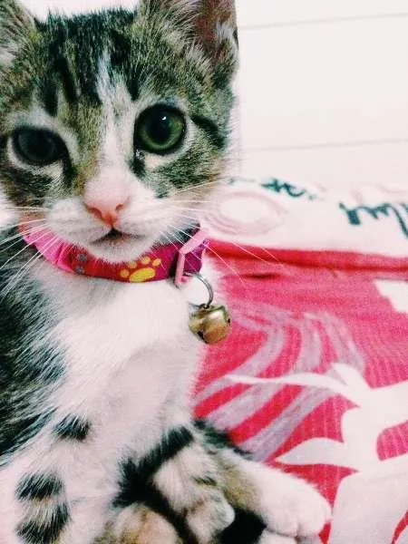 Gato ra a SRD idade 2 a 6 meses nome Mel