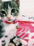 Mel