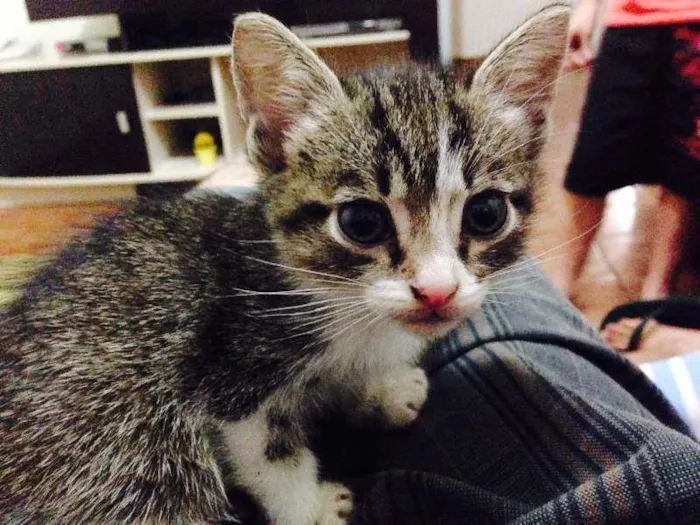 Gato ra a SRD idade 2 a 6 meses nome Mel