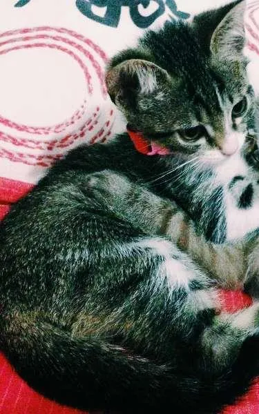 Gato ra a SRD idade 2 a 6 meses nome Mel