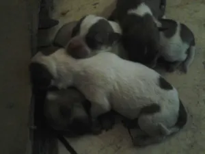 Cachorro raça SRD idade Abaixo de 2 meses nome Sem nome