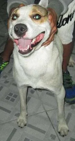 Cachorro raça SRD idade 1 ano nome Vencedor