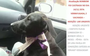 Cachorro raça SRD idade 7 a 11 meses nome Bombom
