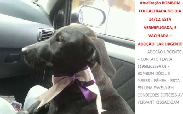 Cachorro ra a SRD idade 7 a 11 meses nome Bombom