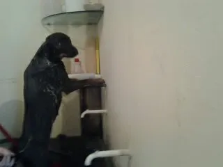 Cachorro ra a mistura labrador e pastor alemão idade 1 ano nome pink