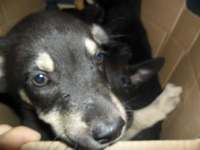 Cachorro ra a SRD idade 2 a 6 meses nome ninhada 