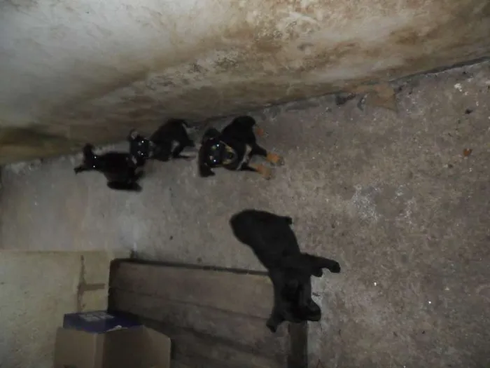 Cachorro ra a SRD idade 2 a 6 meses nome ninhada 