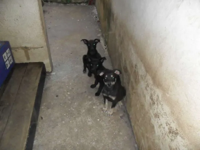 Cachorro ra a SRD idade 2 a 6 meses nome ninhada 
