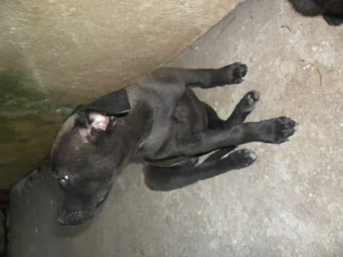 Cachorro ra a SRD idade 2 a 6 meses nome ninhada 