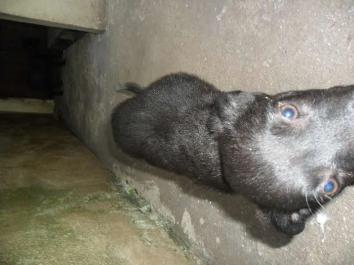 Cachorro ra a SRD idade 2 a 6 meses nome ninhada 