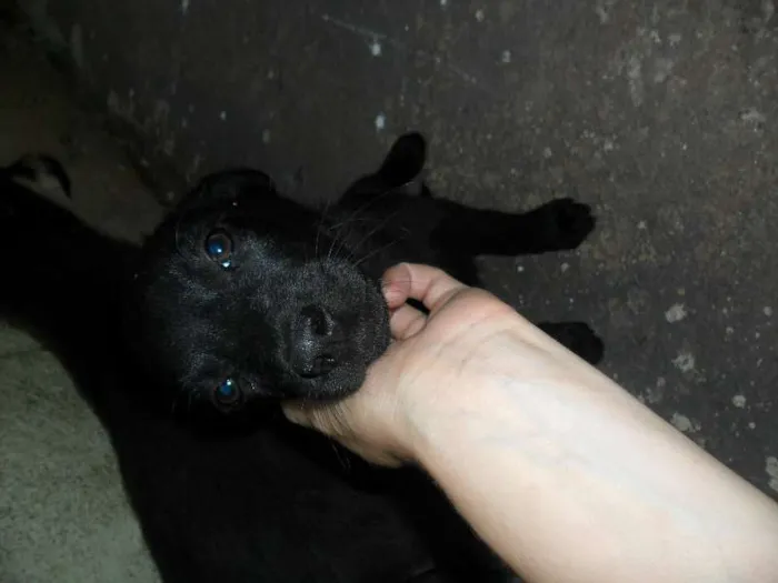 Cachorro ra a SRD idade 2 a 6 meses nome ninhada 