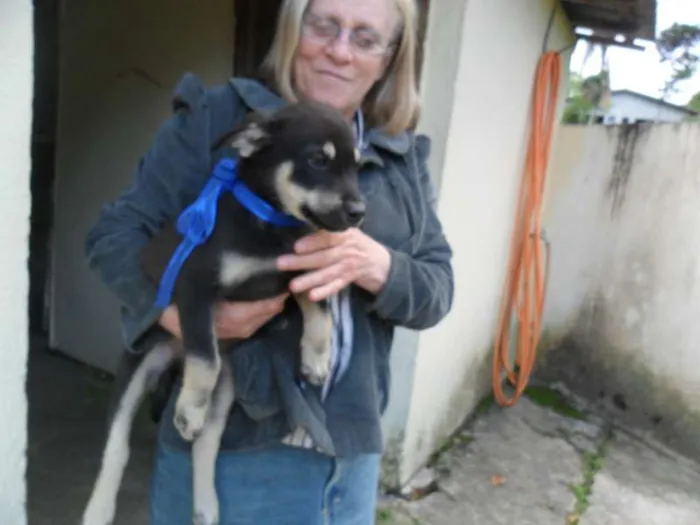 Cachorro ra a SRD idade 2 a 6 meses nome ninhada 