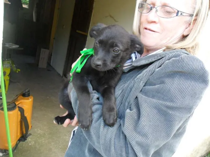 Cachorro ra a SRD idade 2 a 6 meses nome ninhada 