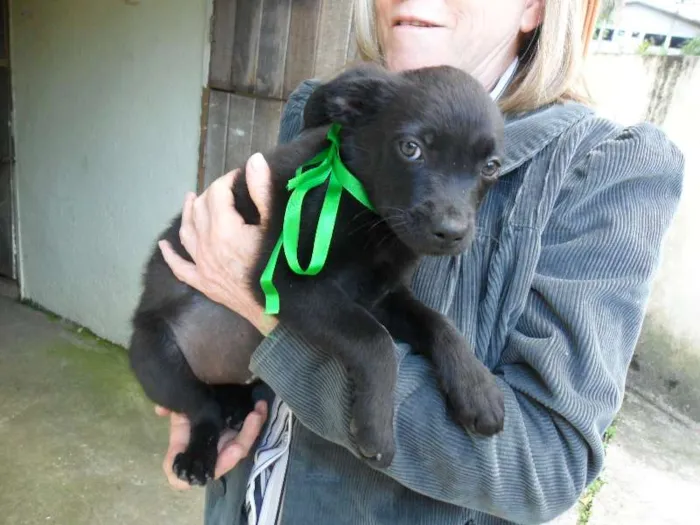 Cachorro ra a SRD idade 2 a 6 meses nome ninhada 