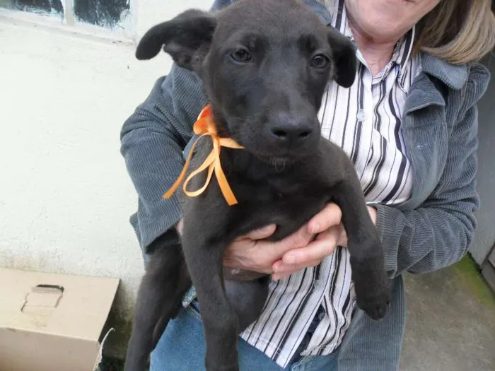 Cachorro ra a SRD idade 2 a 6 meses nome ninhada 