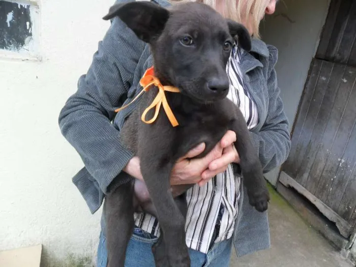 Cachorro ra a SRD idade 2 a 6 meses nome ninhada 