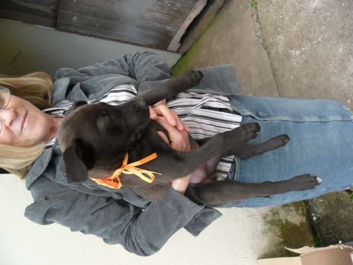 Cachorro ra a SRD idade 2 a 6 meses nome ninhada 
