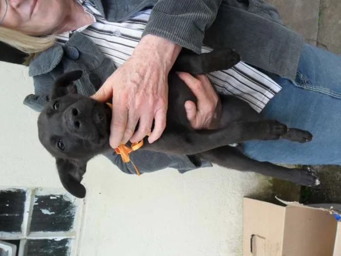 Cachorro ra a SRD idade 2 a 6 meses nome ninhada 