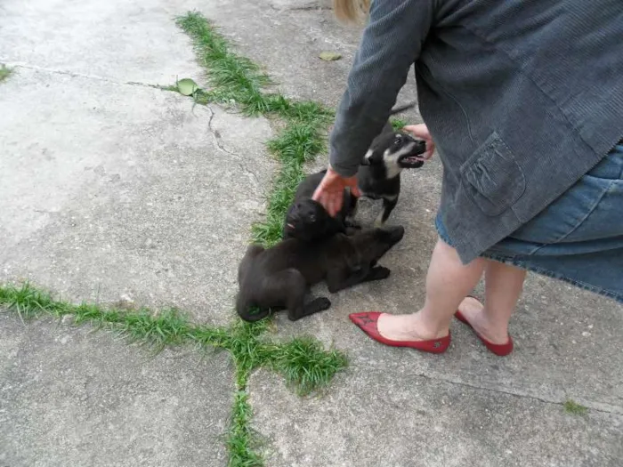 Cachorro ra a SRD idade 2 a 6 meses nome ninhada 