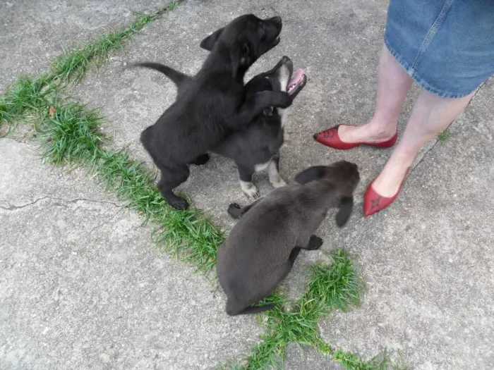 Cachorro ra a SRD idade 2 a 6 meses nome ninhada 