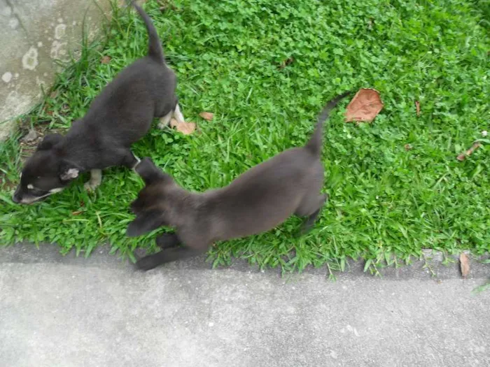 Cachorro ra a SRD idade 2 a 6 meses nome ninhada 
