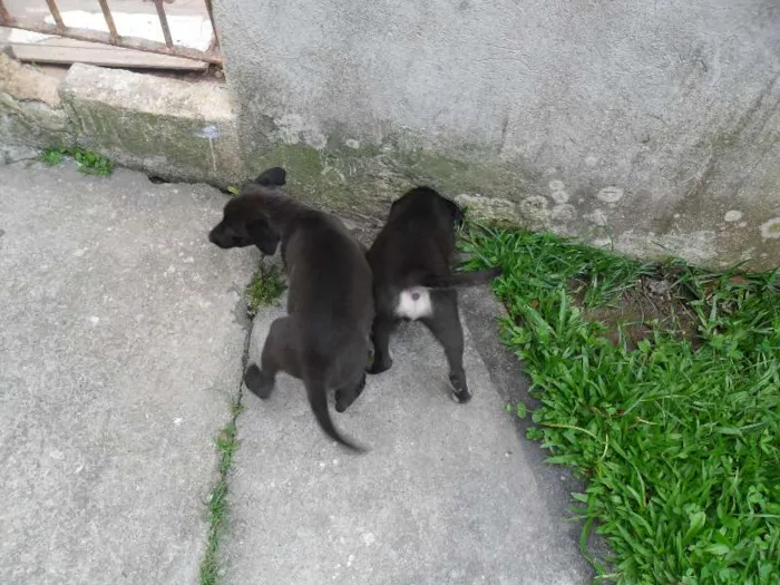 Cachorro ra a SRD idade 2 a 6 meses nome ninhada 