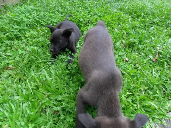 Cachorro ra a SRD idade 2 a 6 meses nome ninhada 