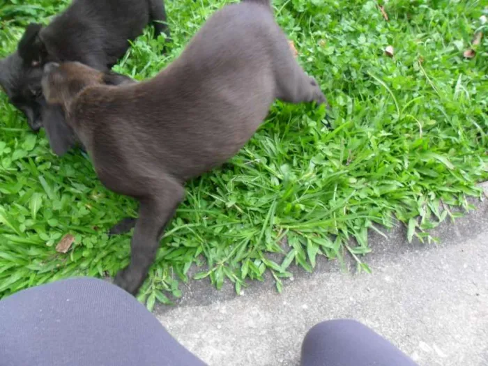 Cachorro ra a SRD idade 2 a 6 meses nome ninhada 