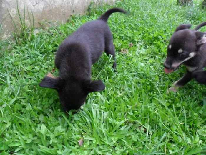Cachorro ra a SRD idade 2 a 6 meses nome ninhada 
