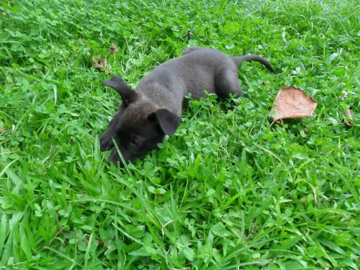 Cachorro ra a SRD idade 2 a 6 meses nome ninhada 