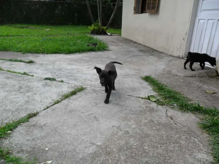 Cachorro ra a SRD idade 2 a 6 meses nome ninhada 