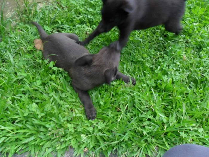 Cachorro ra a SRD idade 2 a 6 meses nome ninhada 