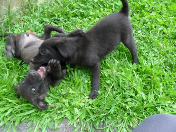 Cachorro ra a SRD idade 2 a 6 meses nome ninhada 