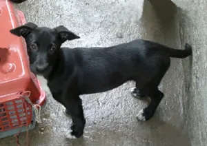 Cachorro raça SRD idade 2 a 6 meses nome Patinhas