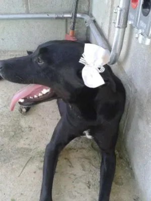 Cachorro raça SRD idade 7 a 11 meses nome Teteca