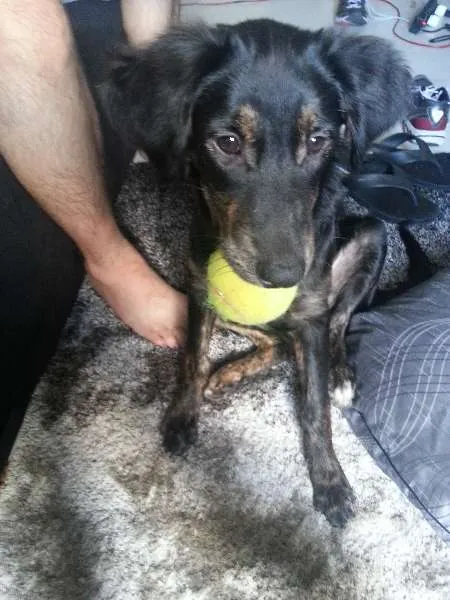Cachorro ra a SRD idade 7 a 11 meses nome Vicky
