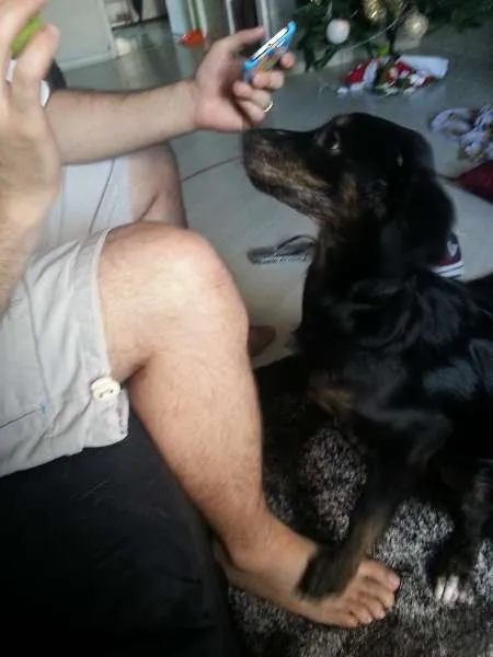 Cachorro ra a SRD idade 7 a 11 meses nome Vicky