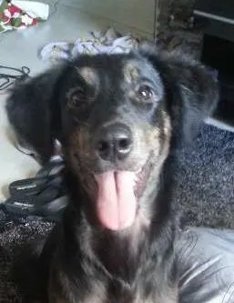 Cachorro ra a SRD idade 7 a 11 meses nome Vicky