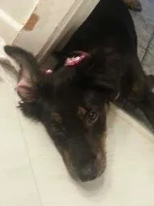 Cachorro ra a SRD idade 7 a 11 meses nome Vicky
