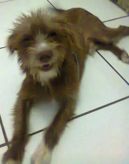 Cachorro raça Mista ( fox paulistinha e poodle) idade 7 a 11 meses nome Toy