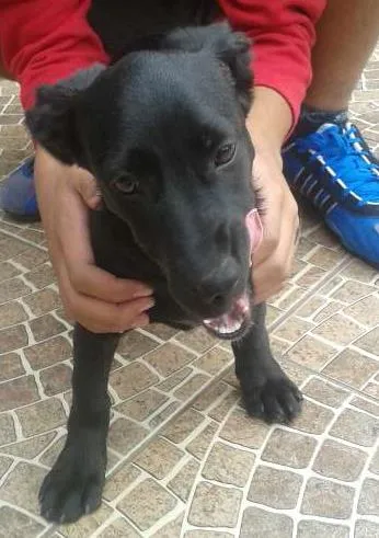 Cachorro ra a SRD idade 2 a 6 meses nome Teka