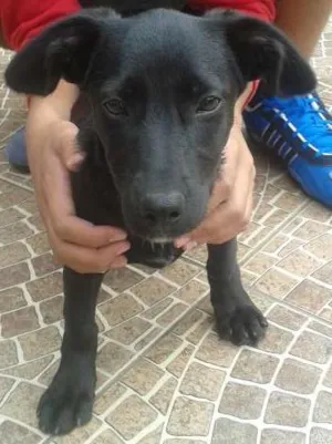 Cachorro raça SRD idade 2 a 6 meses nome Teka