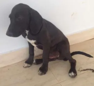 Cachorro raça Fila idade 2 a 6 meses nome SULTÃO NEGÃO
