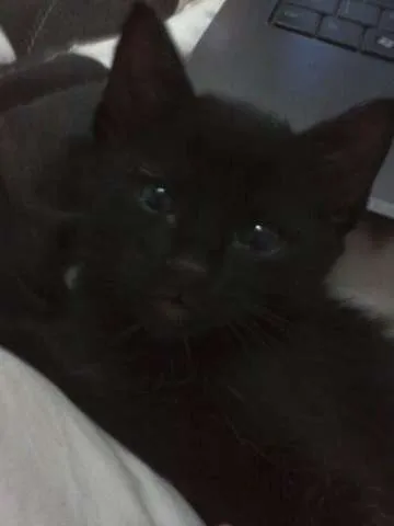 Gato ra a indefinida idade 2 a 6 meses nome Sirius