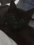 Sirius