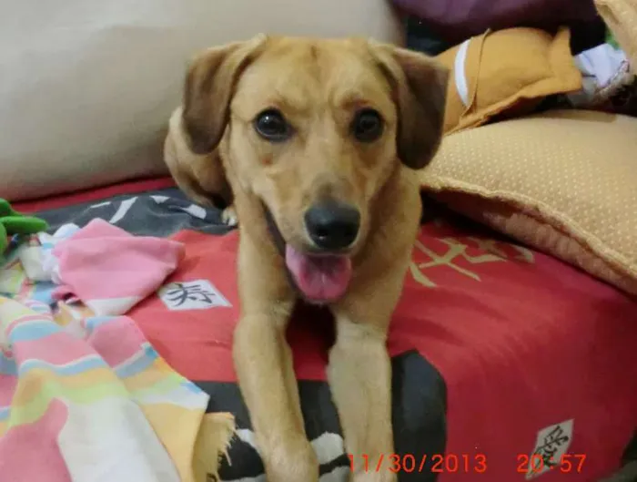 Cachorro ra a SRD idade  nome Linda cadelinha